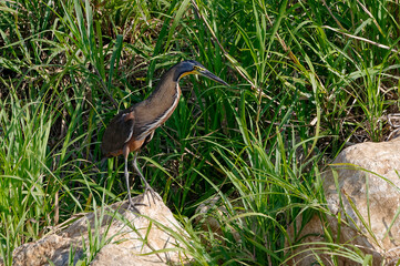 Bare-throated Tiger Heron (Tigrisoma mexicanum) at Tarcoles River, Costa Rica