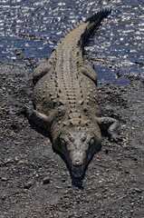 American crocodile (Crocodylus acutus) at Tarcoles River, Costa Rica