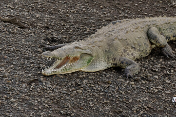 American crocodile (Crocodylus acutus) at Tarcoles River, Costa Rica