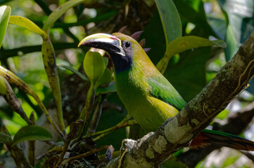 Emerald Toucanet (Aulacorrhynchus prasinus) at Monteverde Cloud Forest Reserve, Costa Rica