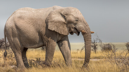 Fototapeta na wymiar Close-up on an elephant at the bend of a path in the savannah, Etosha National Park, Namibia