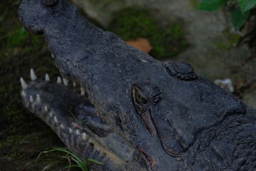 crocodile open their snout and show their jaws