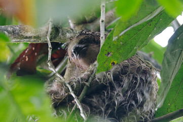 Three-toed sloth (Bradyous variegatus) in Arenal National Park, Costa RIca © André LABETAA