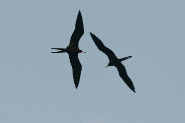 Magnificent frigatebirds (Fregata magnificens) flying in Tortuguero National Park, Costa Rica