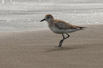 Black-bellied plover (Pluvialis squatarola) in Tortuguero National Park, Costa Rica