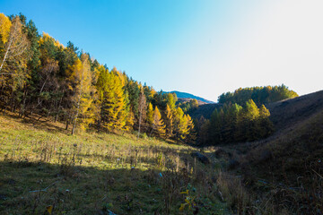 Autumn landscape. Beautiful birch trees. Walk in the birch forest. Natural background. Place to insert text.