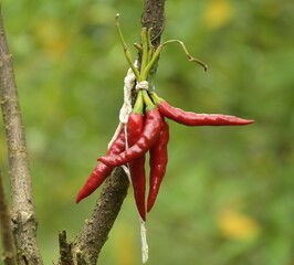 red hot chili peppers