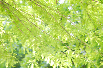 新緑の木々