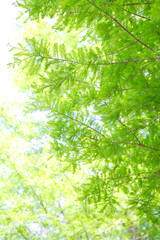 Obraz premium 新緑の木々