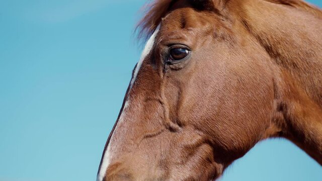 Closeup portrait brown horse on blue sky background, sad horse eye, farm animal concept