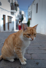 ORANGE AND WHITE CAT VISITING THE PRECIOUS CITY CALLED MOJACAR WITH DESIGN WHITE HOUSES IN THE MIDDLE OF THE MOUNTAIN, IN ALMERIA, SPAIN
