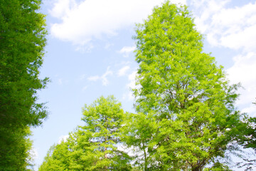 新緑の木々と青空