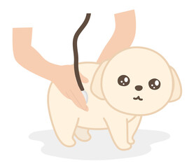 動物病院　診察を受ける白い犬