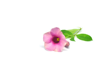 pink orchid isolated on white background