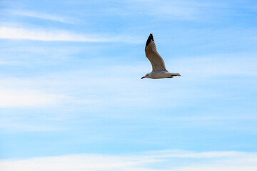 mouette en vol 