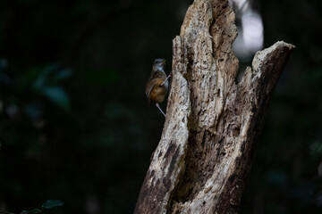 Obraz premium Abbott 's Babbler