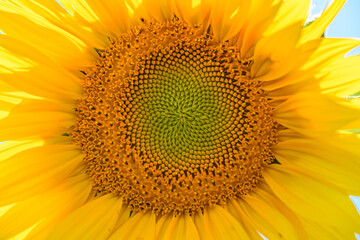 middle of sunflower flower back illuminated