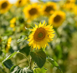 Fototapeta premium sunflower in the field shallow depth of focus