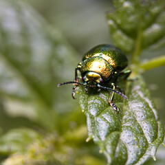 Naklejka premium Beetle Chrysolina fastuosa