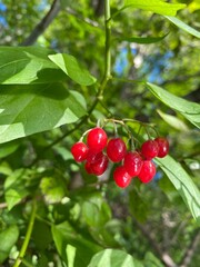 red currant bush