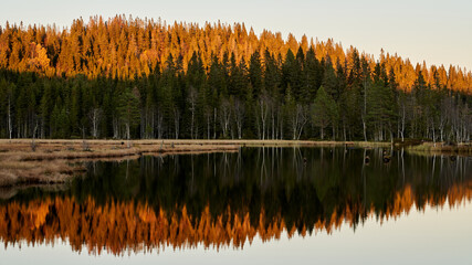 Obraz premium Triungsvanna, Oslomarka, Norway. Nature reserve. Shot in golden/blue hour in october. A crisp and cold evening in Nordmarka. This lake and forest is only a few kilometers from down town city of oslo.