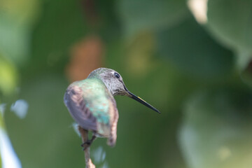 A humming bird resting on a branch