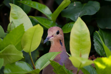 Side view of one brown zenaida dove showing head and upper body between blurred green leaves,...