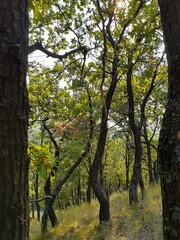 Obraz premium green trees growing on the mountainside
