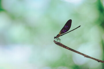 dragonfly on a leaf