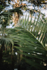 Tropical tree leaves