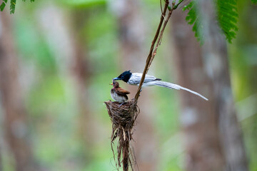 Asian Paradise Flycatcher