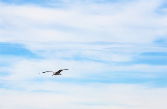 mouette en vol 