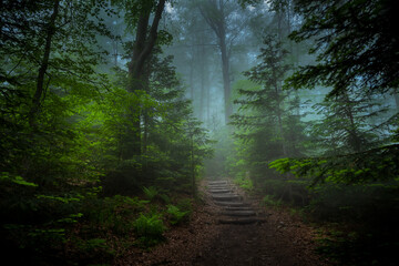 Forest path on a foggy autumn morning. Trip to the Turbacz mountain