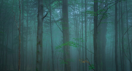 Fog in a beautiful forest with elegant trees