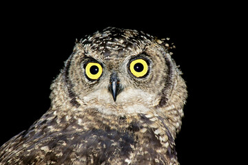 Portrait of a spotted eagle-owl (Bubo africanus) on black, South Africa.
