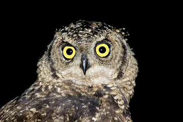 Fototapeten Portrait of a spotted eagle-owl (Bubo africanus) on black, South Africa. © EcoView