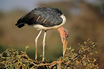 A marabou stork (Leptoptilos crumeniferus) in a tree, Kruger National Park, South Africa.