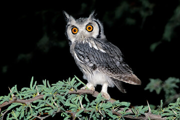 A white-faced owl (Otus leucotis) sitting in a tree at night, South Africa.