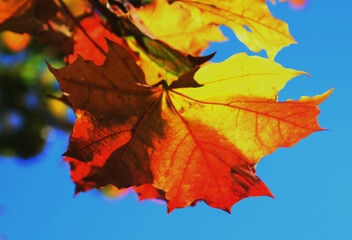 autumn maple leaves