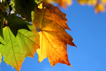 maple leaves in autumn