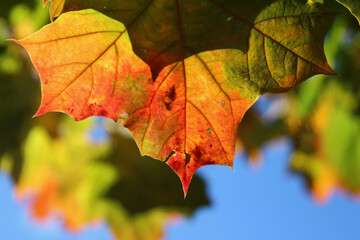 autumn maple leaves