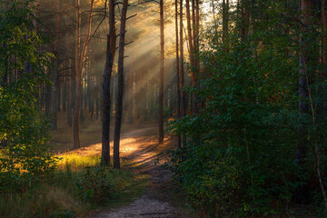 Fototapeta premium Woodland. Sunny morning. The rays of the sun play in the branches of trees. Travel in nature.