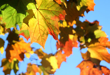 autumn maple leaves