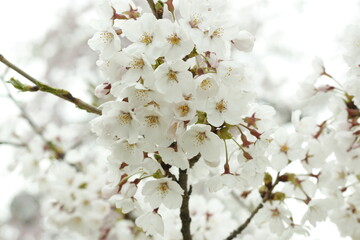 満開の桜