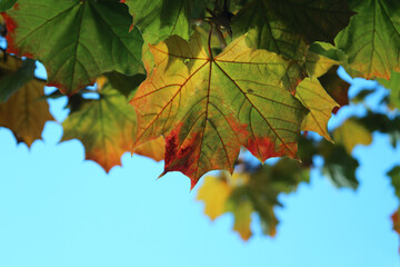 autumn leaves against blue sky