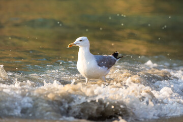 Seagull on the beach 