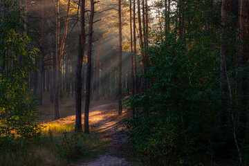 Woodland. Sunny morning. The rays of the sun play in the branches of trees. Travel in nature.