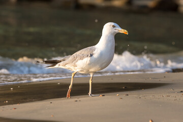 Seagull on the beach 