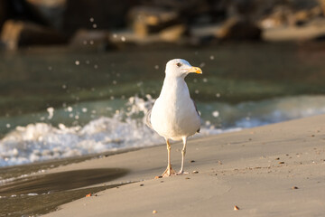 Seagull on the beach 