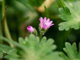 flower in the garden